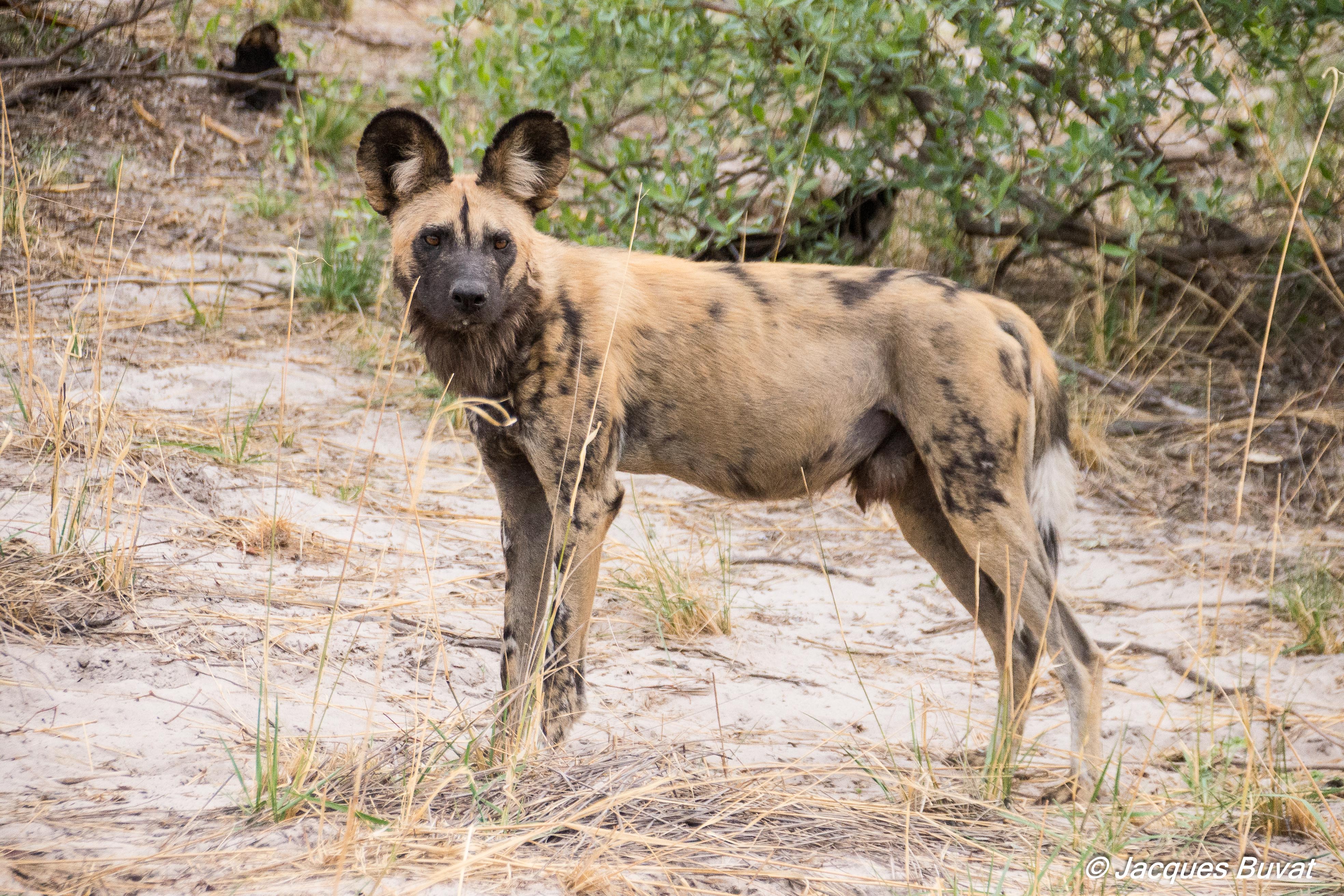 Lycaon (Wild dog, Lycaon pictus), mâle alpha, Kwando reserve, Delta de l'Okavango, Botswana.-